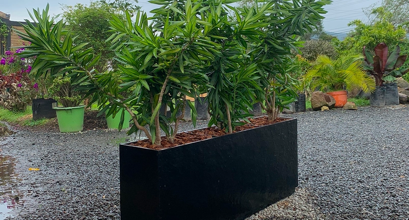 Recurso 1Himaya 1-imagenes-materas)